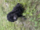 Toy Poodle Puppy