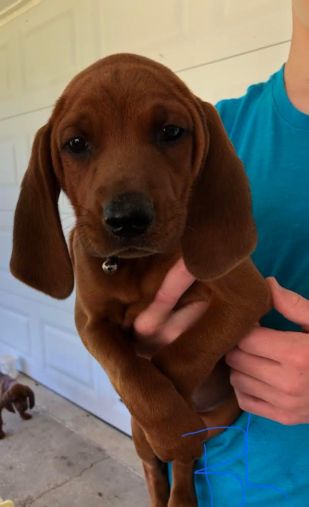 can a teddy roosevelt terrier and a redbone coonhound be friends