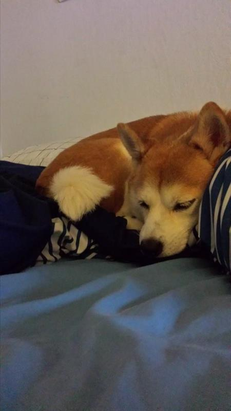 Shiba Inu Dog Shipping Rates Services