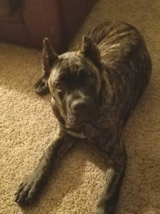 Cane Corso Dog Shipping Rates Services