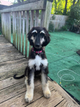 Afghan Hound