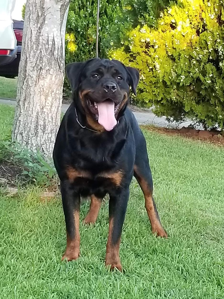 Rottweiler Dog Shipping Rates Services