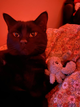 1 Adult Male Cat from Maine to Virginia, 650~ mile