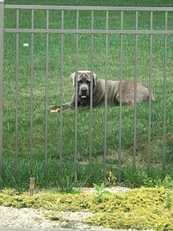 Cane Corso Dog Shipping Rates Services