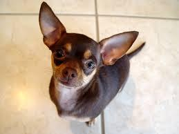 Chihuahua Dog Shipping Rates Services