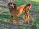 Redbone Coonhound Bailey