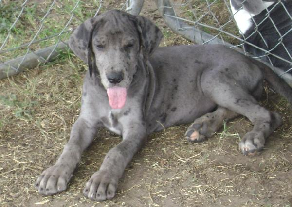 Great Dane Puppies Colorado Springs - Great Dane Puppies ...