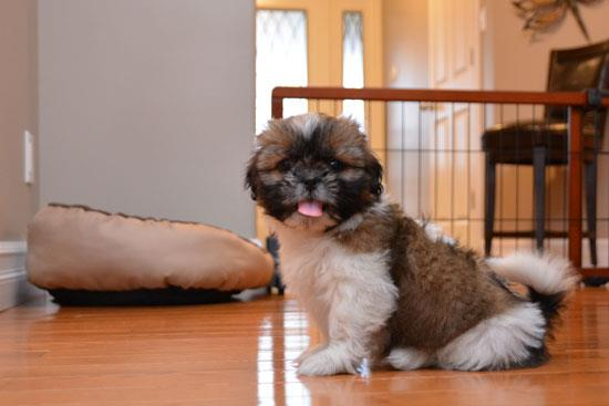 View The Cost To Transport A Shih Tzu Ship Anything Anytime