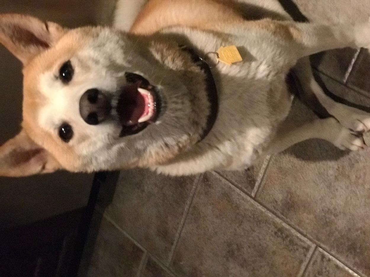 Pets For Adoption At Shiba Inu Rescue Association In