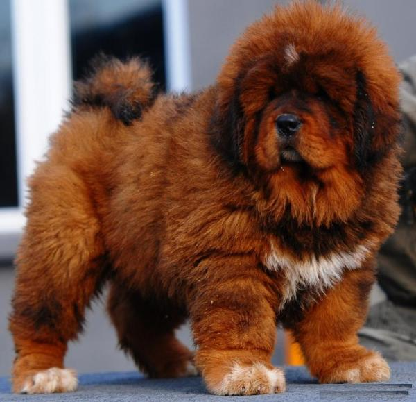 how much does it cost for a tibetan mastiff