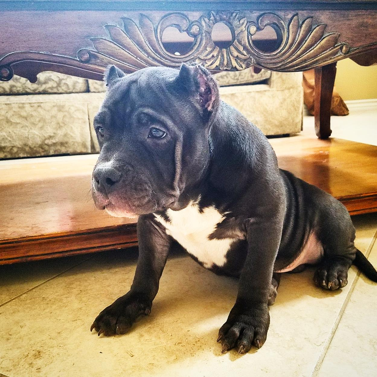 6 Month Old American Bully