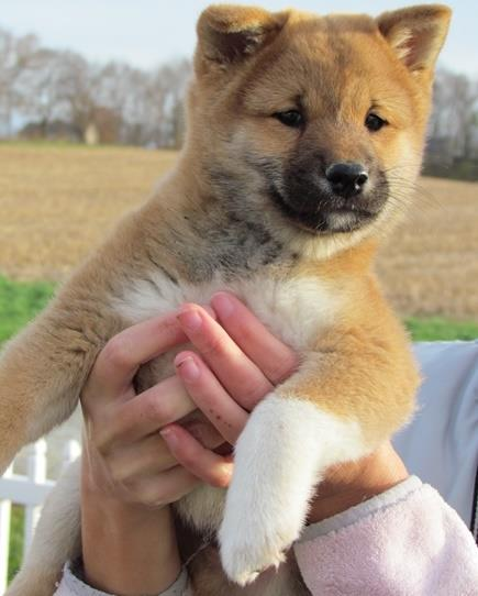 Shiba Inu Dog Shipping Rates Services