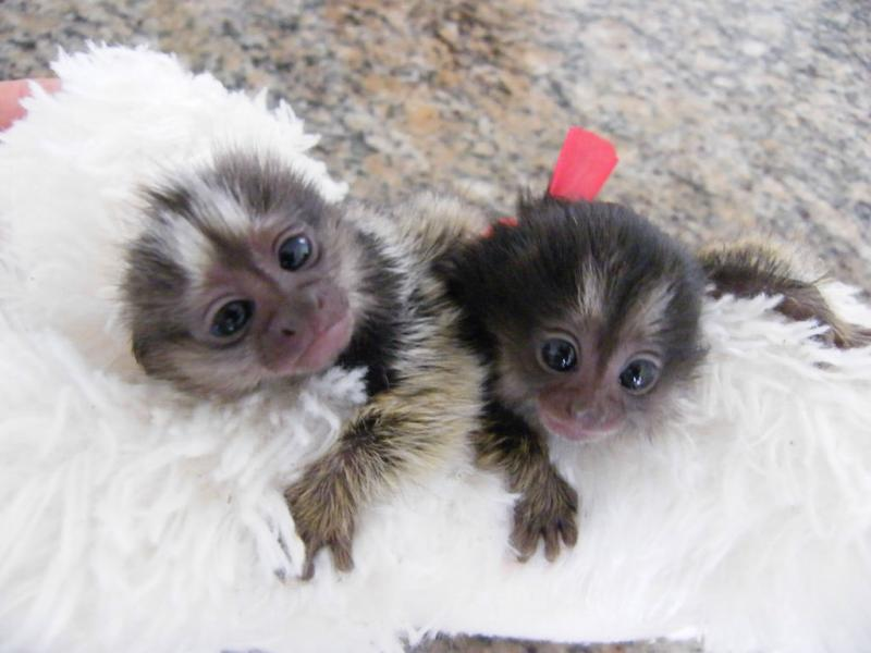 cute baby finger monkey