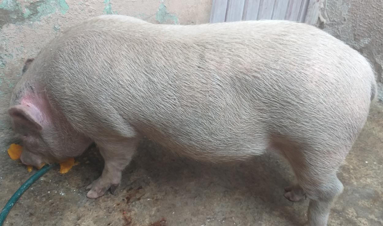 Cotizaciones para Transporte de Cerdos