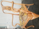 Side Chair