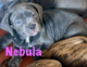 Nebula - Cane Corso Puppy