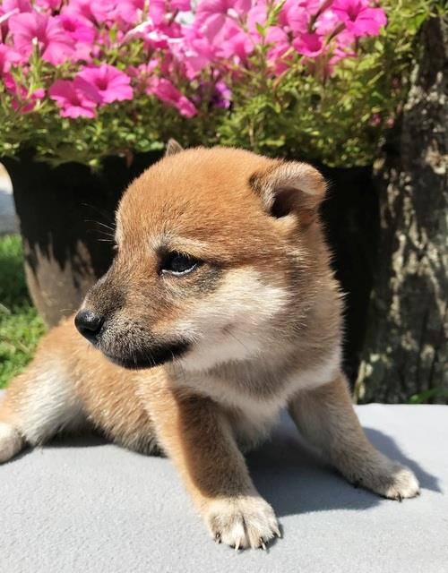 Shiba Inu Dog Shipping Rates Services