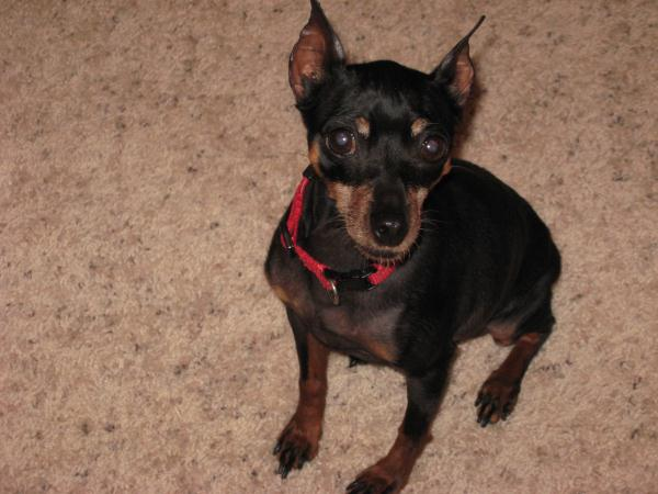 Miniature Pinscher Dog Shipping Rates & Services