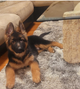 German shepherd Puppy
