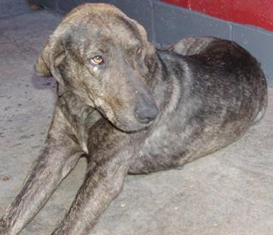 plott hound puppy price