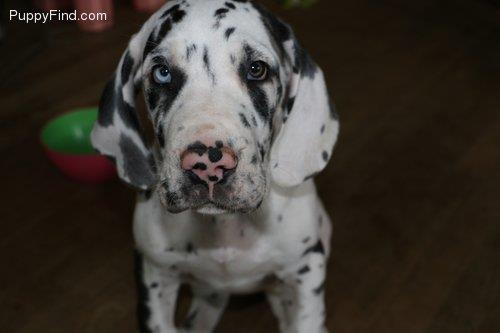 Great Dane Puppies Colorado Springs / Great Dane Dog ...