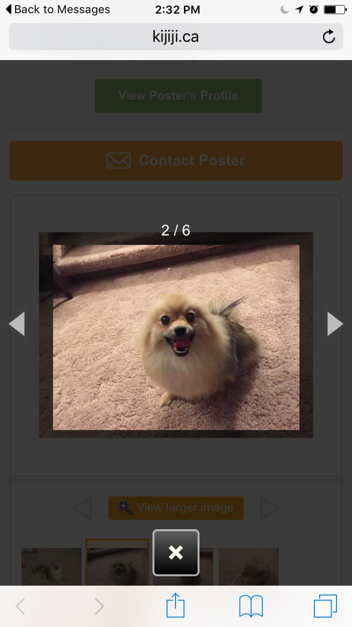 View The Cost To Transport A Pomeranian Ship Anything Anytime Anywhere kijiji thunder bay on View The Cost To Transport A Pomeranian Ship Anything Anytime Anywhere