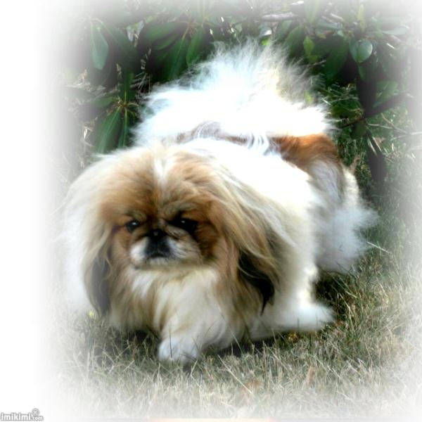 Buy Pekingese Dog Puppies For Sale Arkansas USA
