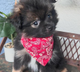 Tux the puppy  for the longs