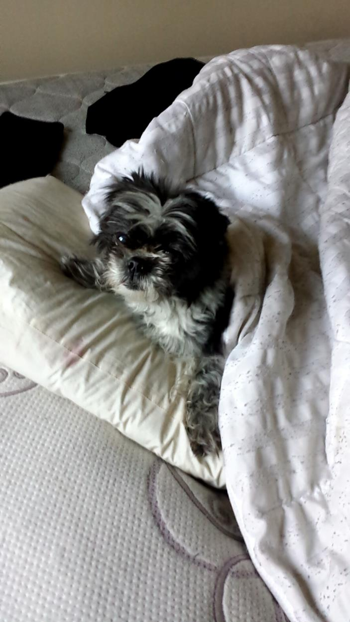 View The Cost To Transport A Shih Tzu Ship Anything Anytime