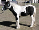 Hotrod / Gypsy Vanner colt