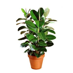 Transport My Plant - Ficus elastica to Florence | uShip