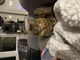 One Cat Transfer