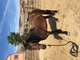 4 horses for transport