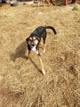 Roscoe