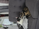 2 sweet cats packed & ready for immediate transpor
