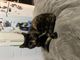 Very Sweet small female cat 7 year old