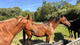 2 Arabians: West Chester, PA to Rogersville, TN