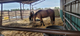 2 horses for transport, will meet shiper on route
