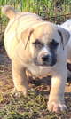 Boerboel Puppy