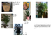 Plants in Boxes (MTL - TOR)