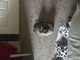 One adorable Siamese cat