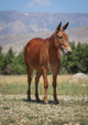 Marshall the Mule from Clark, WY goes to Carlsbad,