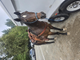 Eclipse 25 year old horse