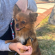 Small, 9 lbs, Well-Behaved, 1.5 year old pup