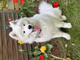 Female Adult Samoyed