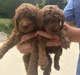 2 dogs for transport