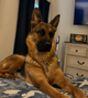 German Shepherd (Nina)