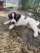 New puppy