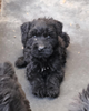 Giant Schnauzer Puppy