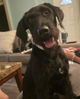 Lab/Schnauzer needs a ride!